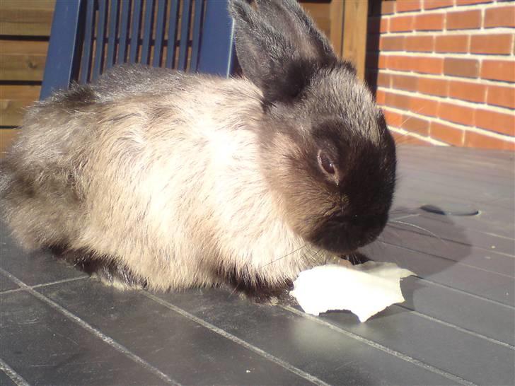 Kanin Nuller R.I.P - hans sidste dagh inden han døde :( billede 1