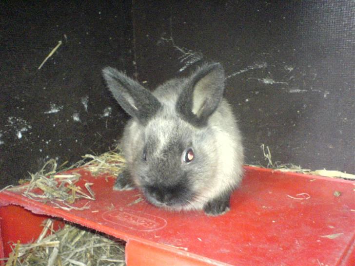 Kanin Nuller R.I.P - inde i buret sidder påé sin kasse. billede 2