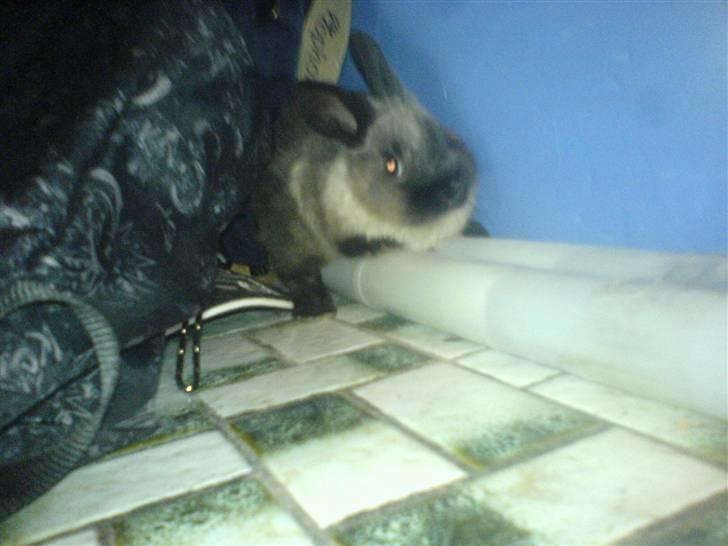 Kanin Nuller R.I.P - første dagh da jeg fik ham (; han gemmer sig eller han prøver XD billede 3