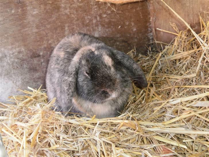 Kanin Ninus - 10) Ninus i sit udebur:D<3 billede 10