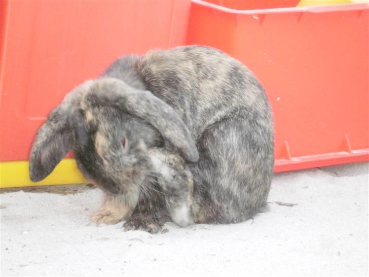 Kanin Ninus - 11) Så skal der vaskes;D billede 11