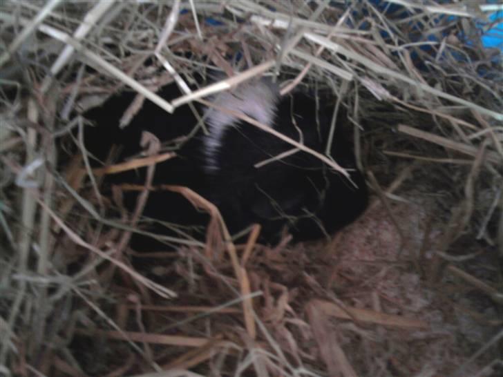 Marsvin Tomle billede 6