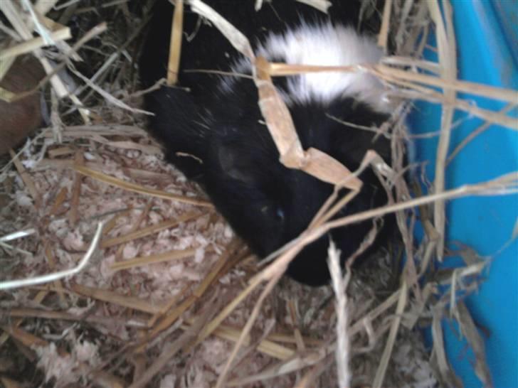 Marsvin Tomle billede 7