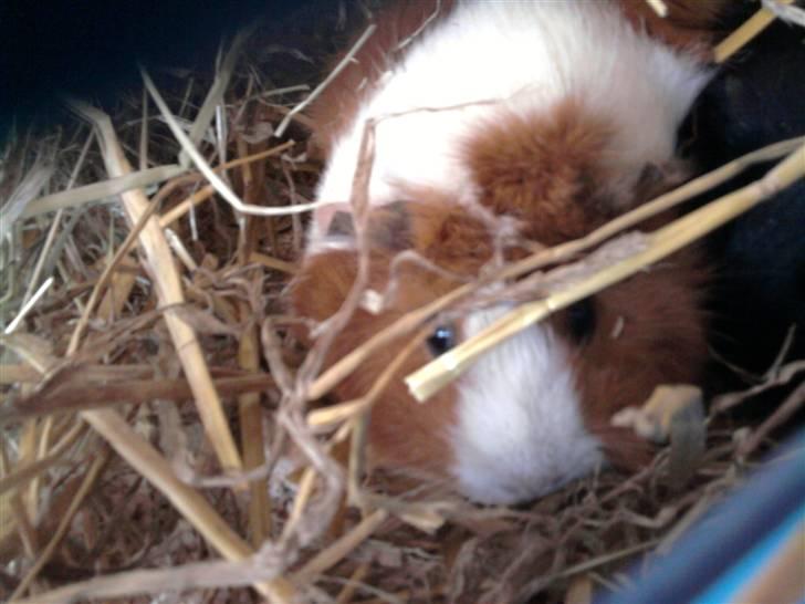 Marsvin Pjuske billede 6