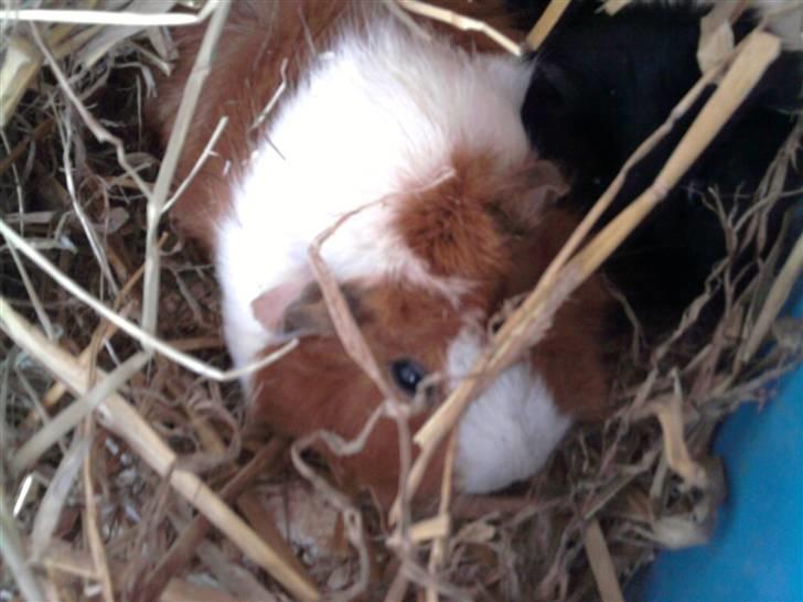 Marsvin Pjuske billede 7