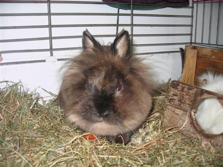 Kanin - løvehoved Pjuske R.I.P. - smukke i hendes indendørs bur <3 billede 1