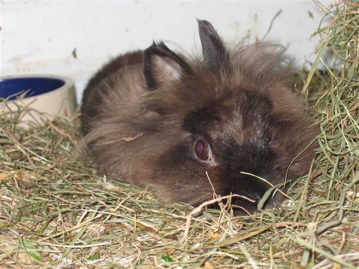 Kanin - løvehoved Pjuske R.I.P. - nuller der ligger og gasser den :P billede 2