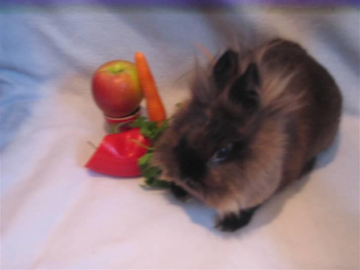 Kanin - løvehoved Pjuske R.I.P. - nuller og maddd... mums ;D billede 3