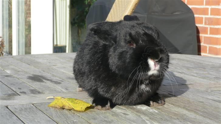 Kanin Ozzy billede 1