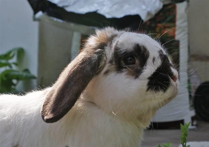 Kanin Kokus R.I.P - 12. elsker dig altid </3 billede 12