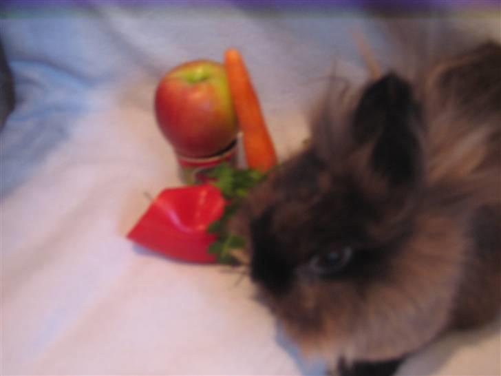 Kanin - løvehoved Pjuske R.I.P. - smuk sakken ;D billede 4