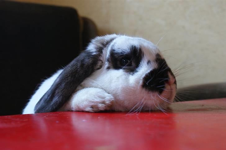 Kanin Kokus R.I.P - 13. Hvornår er der serveret? billede 13