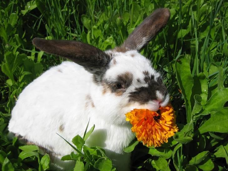 Kanin Kokus R.I.P - 14. jummi, lækre blomster. billede 14