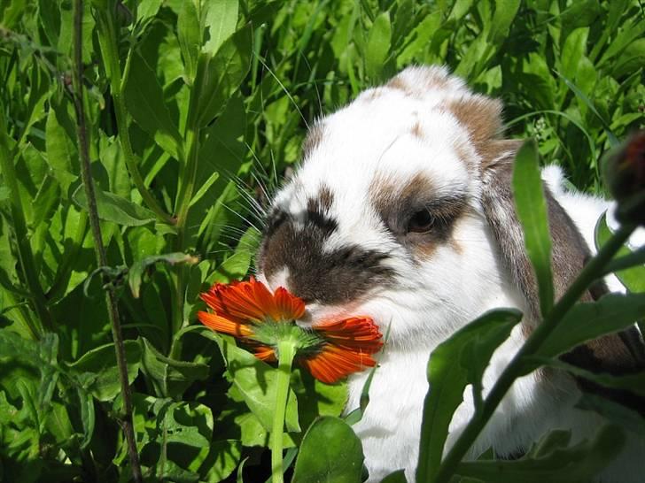 Kanin Kokus R.I.P - 15. billede 15