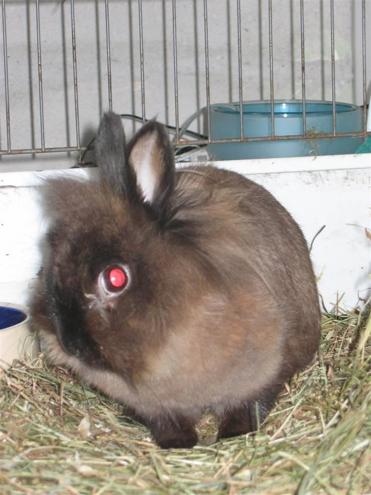 Kanin - løvehoved Pjuske R.I.P. - røde øjne men meget smuk<3 billede 5