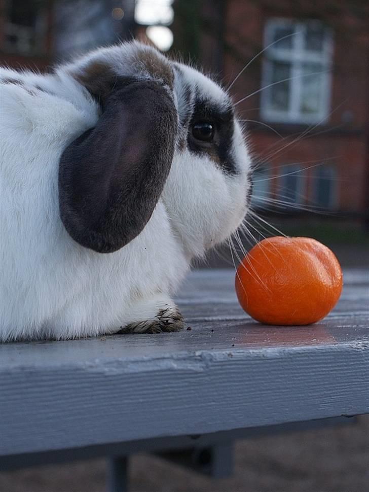 Kanin Kokus R.I.P - 16.  billede 16