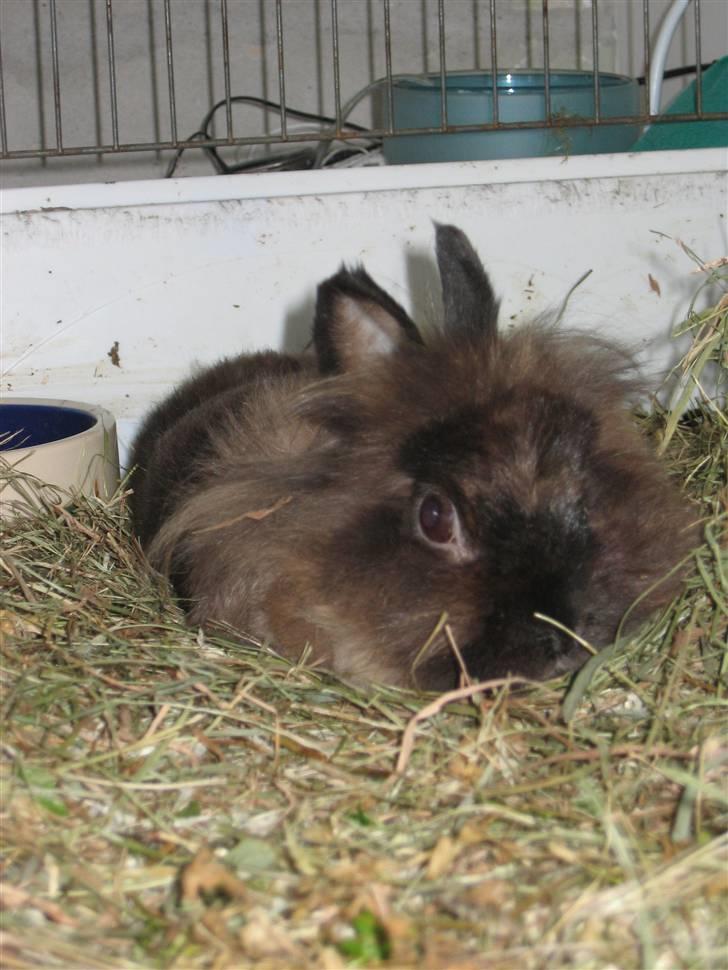 Kanin - løvehoved Pjuske R.I.P. - ZZzzzzz...... gaabbb.. billede 6