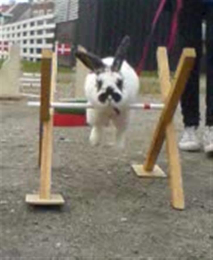 Kanin Kokus R.I.P - 17. Hopper - taget ud af video. billede 17