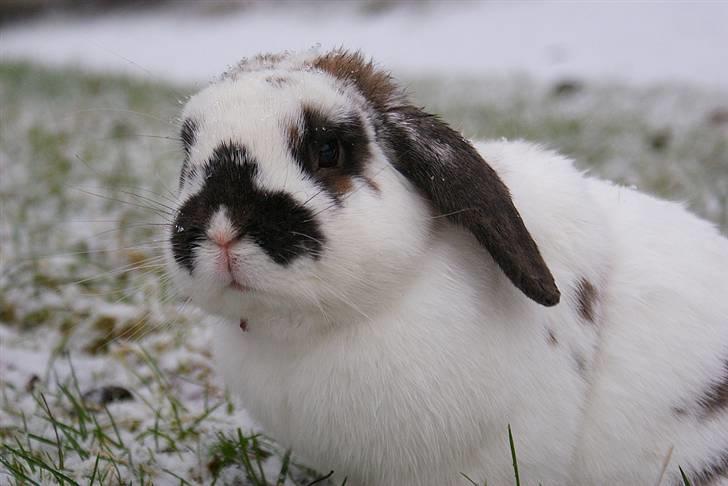 Kanin Kokus R.I.P - 18. Nej da, ikke spor tyk :o) billede 18