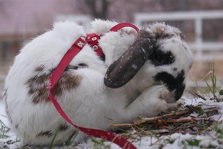 Kanin Kokus R.I.P - 19. Al den sne i min fine pels, det skal vaskes væk! billede 19