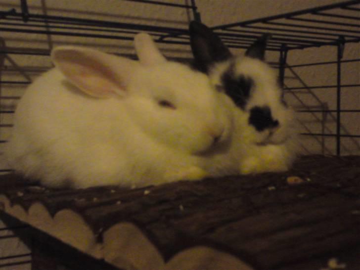 Kanin Stampe R.I.P. - afslapning... Hun er godt nok hård... Er helt forpustet... billede 1