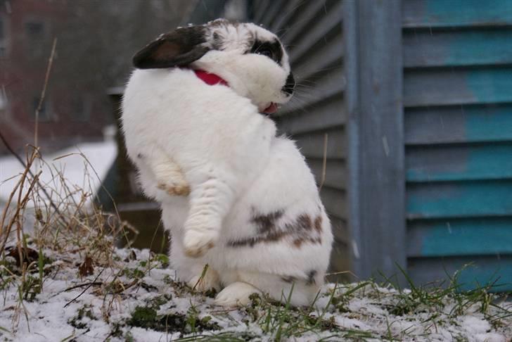 Kanin Kokus R.I.P - 20. Jeg vasker mig overalt, selv på ryggen :D billede 20