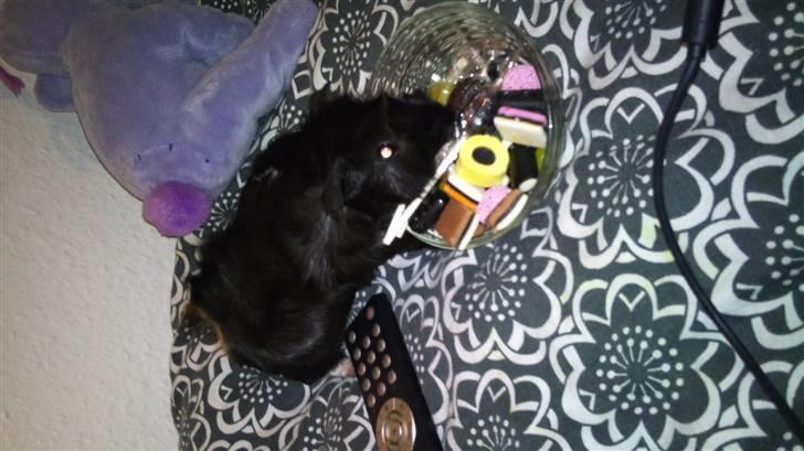 Marsvin laffe - kan dsv. ikke vende det om pga. min computer - men når jeg får det gjort så skifter jeg billede!(: billede 4