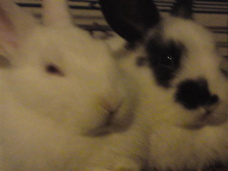 Kanin Stampe R.I.P. - Nærbilledet er altid en god ting.. billede 2