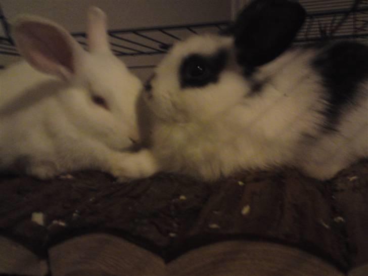 Kanin Stampe R.I.P. - kys kys og endnu flere kys.. Tror at jeg er ved at blive forelsket.. billede 3