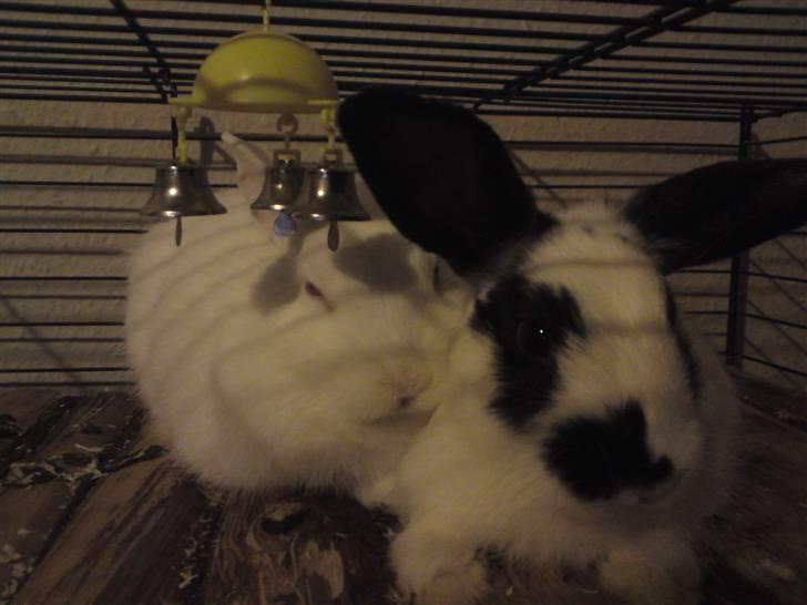 Kanin Stampe R.I.P. billede 4