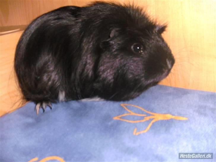 Marsvin Sille - (1) billede 1