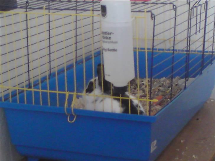 Kanin Stampe R.I.P. - Jeg savner Snehvide... Hun er min kæreste... billede 5