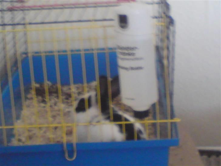 Kanin Stampe R.I.P. - Hvem ville lege med mig??? billede 6