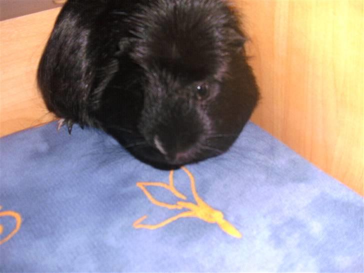 Marsvin Sille - (3) billede 3