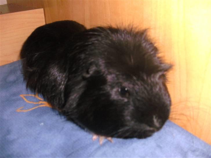 Marsvin Sille - (4) billede 4