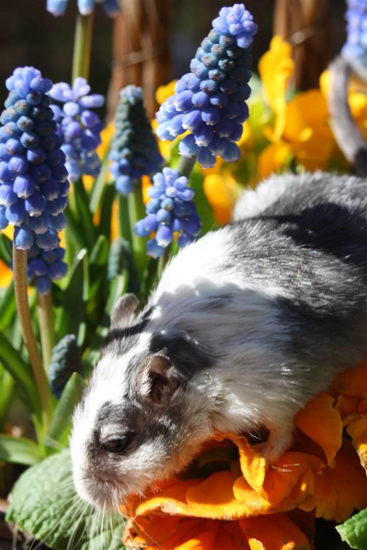 Ørkenrotte Manse R.I.P - Manse ude i nogle blomster, sorry at de ikke blev så gode, meen han var mega livlig :b billede 9