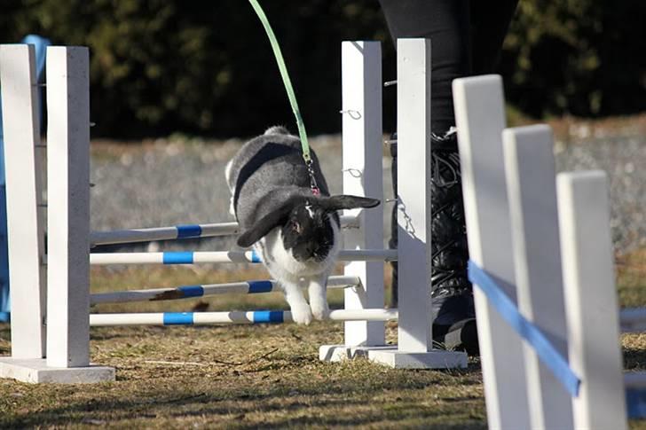 Kanin Medina billede 1