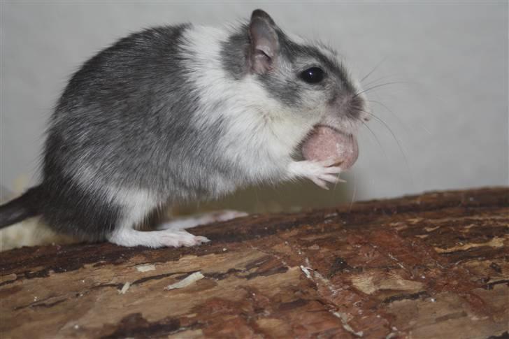 Ørkenrotte Manse R.I.P - Uhhmm Drops, dem elsker han bare! Foto: Mig :b billede 10