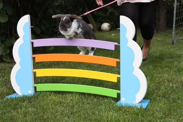 Kanin Medina billede 2