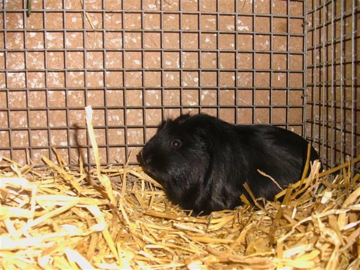 Marsvin Sille - (5) billede 5