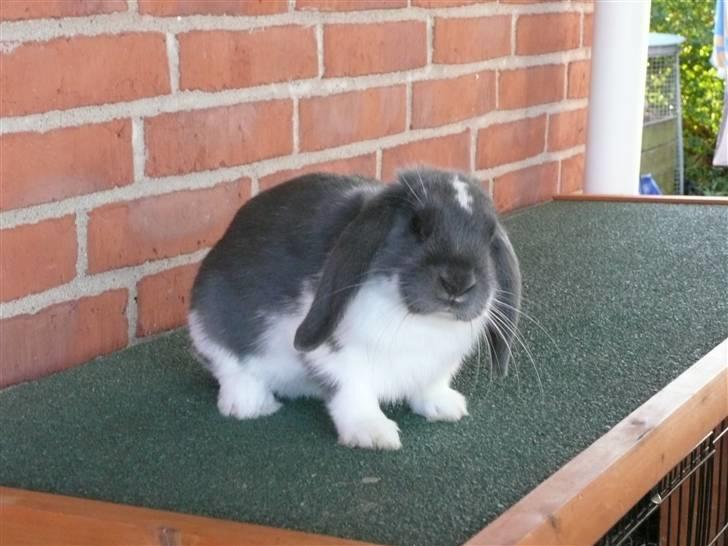 Kanin Medina billede 3