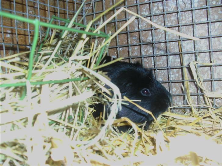 Marsvin Sille - (6) billede 6