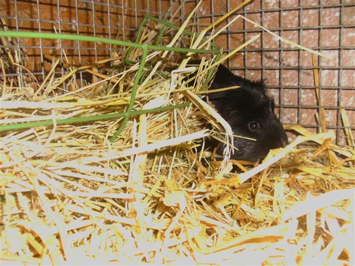 Marsvin Sille - (7) billede 7