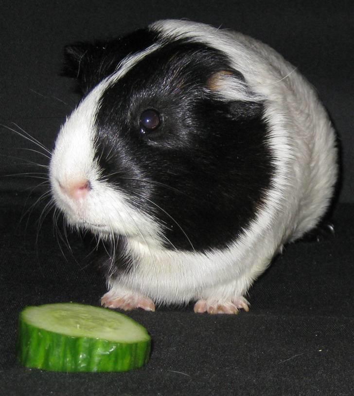 Marsvin Shrek - Shrek på Guinea Pig Bootcamp!  billede 1