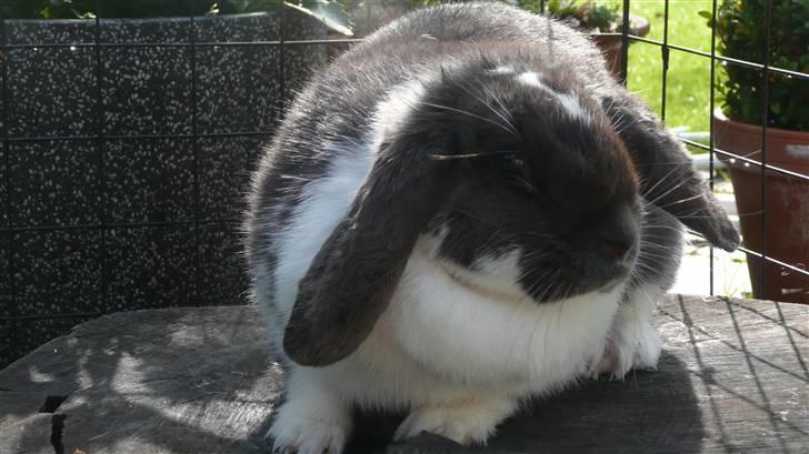 Kanin Medina billede 5