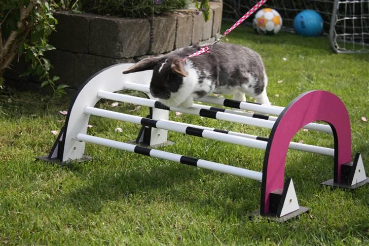 Kanin Medina billede 6