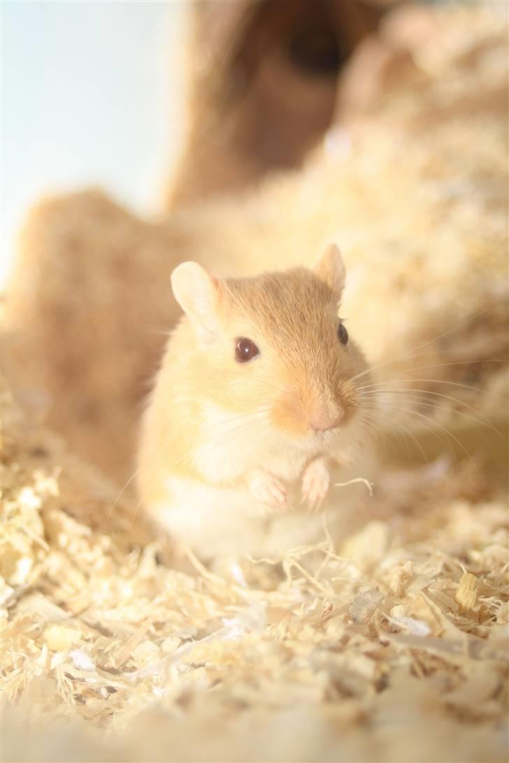 Ørkenrotte Chip - Han er en smuk albino én :b Foto;: mig billede 8