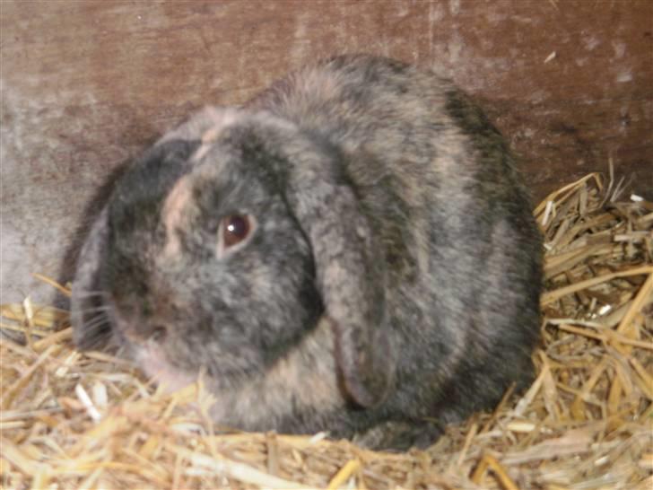 Kanin Ninus - 13) Ninus tæt på<33 billede 13