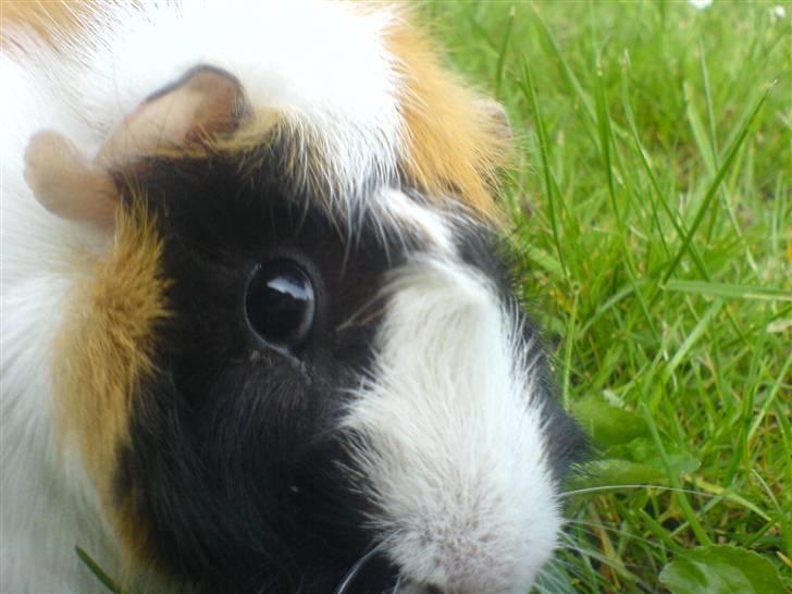 Marsvin Samson *R.I.P* - Velkommen til min profil ! - Samson i haven en sommerdag :)  billede 1