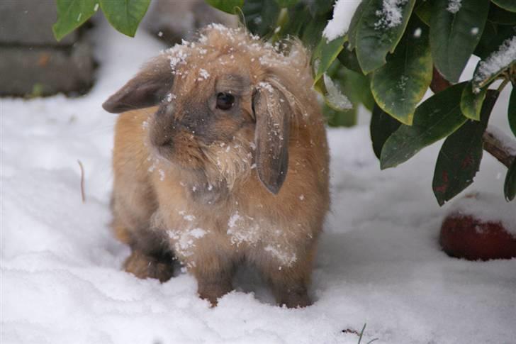 Kanin Løvevædder Annagades Grundtvig (Joey) - Snevejr billede 4